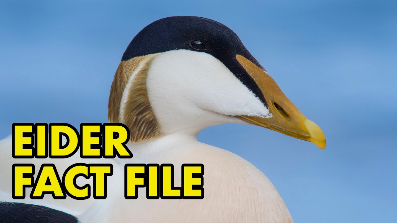 Eider: : Fact File (British Wildlife Facts)