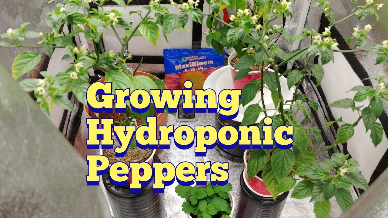 Growing Aji Charapita pepper plants in kratky hydroponics . Maxibloom . Mars Hydro