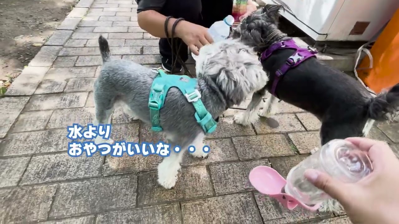 【犬と散歩】横浜市中区にある根岸森林公園に行ってきました！