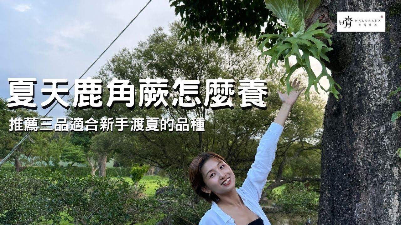 【晴花鹿苑-養護經驗分享】鹿角蕨怎麼渡夏?推薦三品新手夏天好入手的品種 #鹿角蕨 #鹿角蕨養護  #美鹿  #ビカクシダ #Stag's Horn Fern