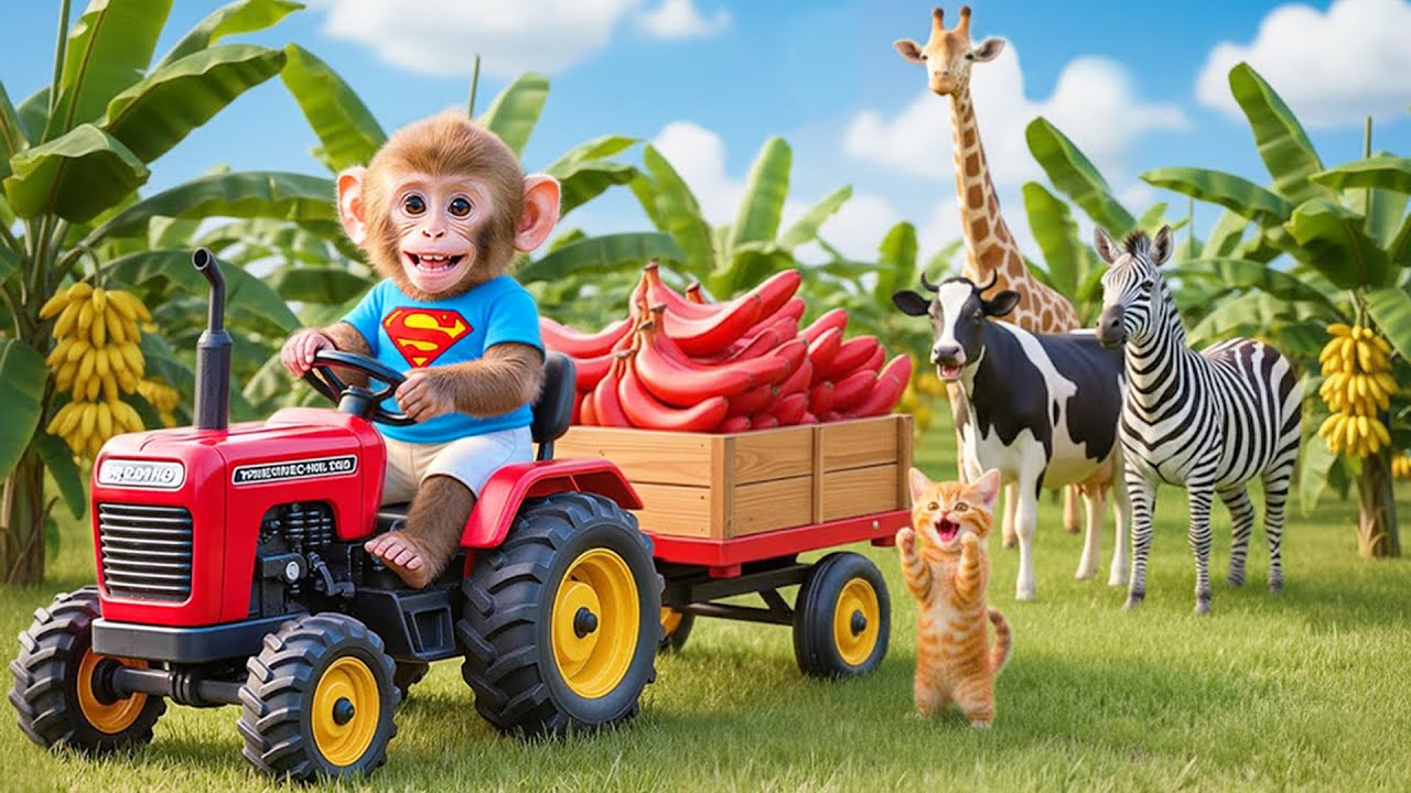 🚜🐒 Monkey MiLo Driving a Tractor to Harvest GIANT Mutant Red Bananas | 🐵 COCO MONKEY LIFE 🍌🔥