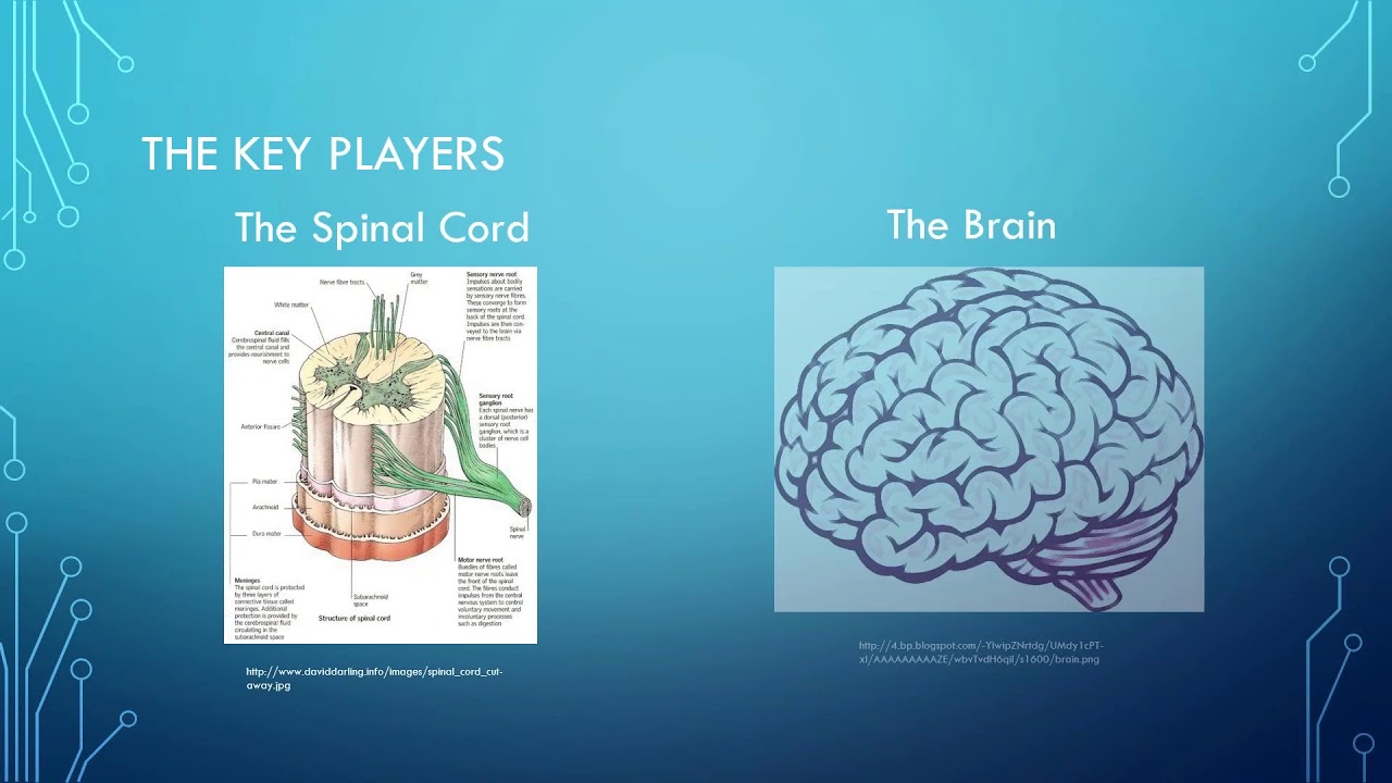 2018 02 10 18 01 Jared Maynard   Pain Science 1