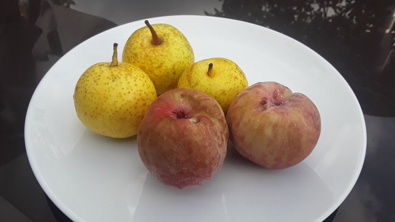 Crimson Bonfire peaches and Shinseiki Asian / Nashi pears. Tasting some fruits I have harvested 🤩