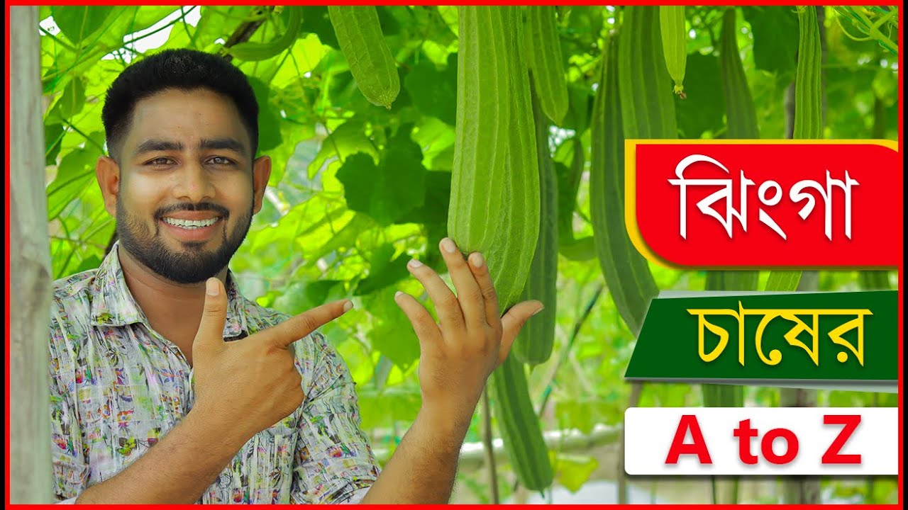 ঝিংগা চাষের A to Z | Agro-1 seed