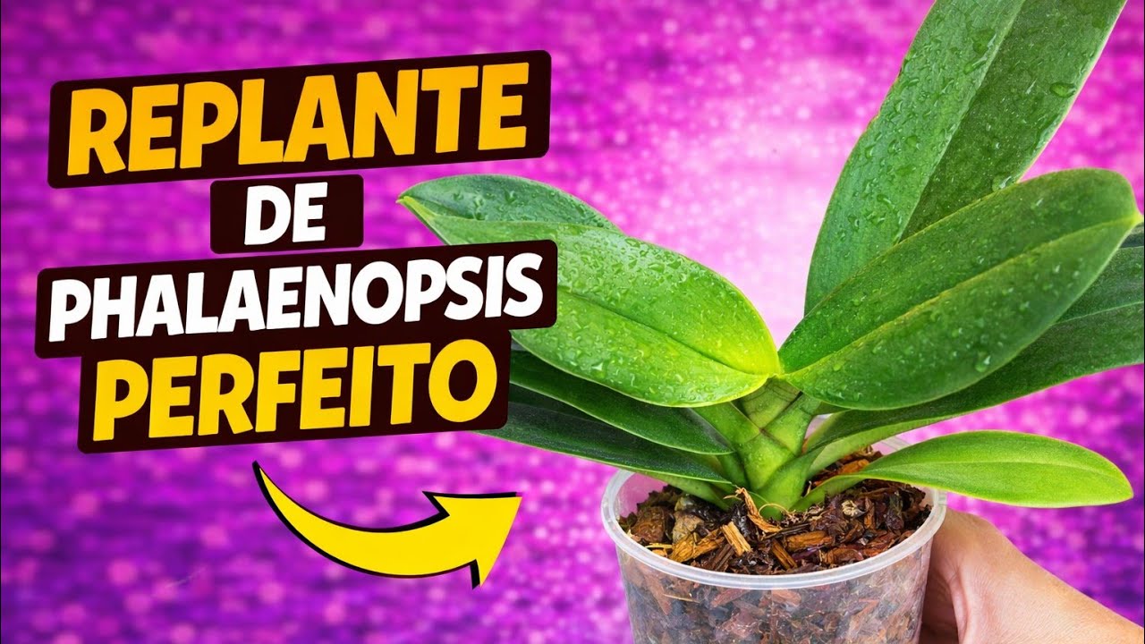 Como replantar uma orquídea phalaenopsis de uma maneira simples e segura.