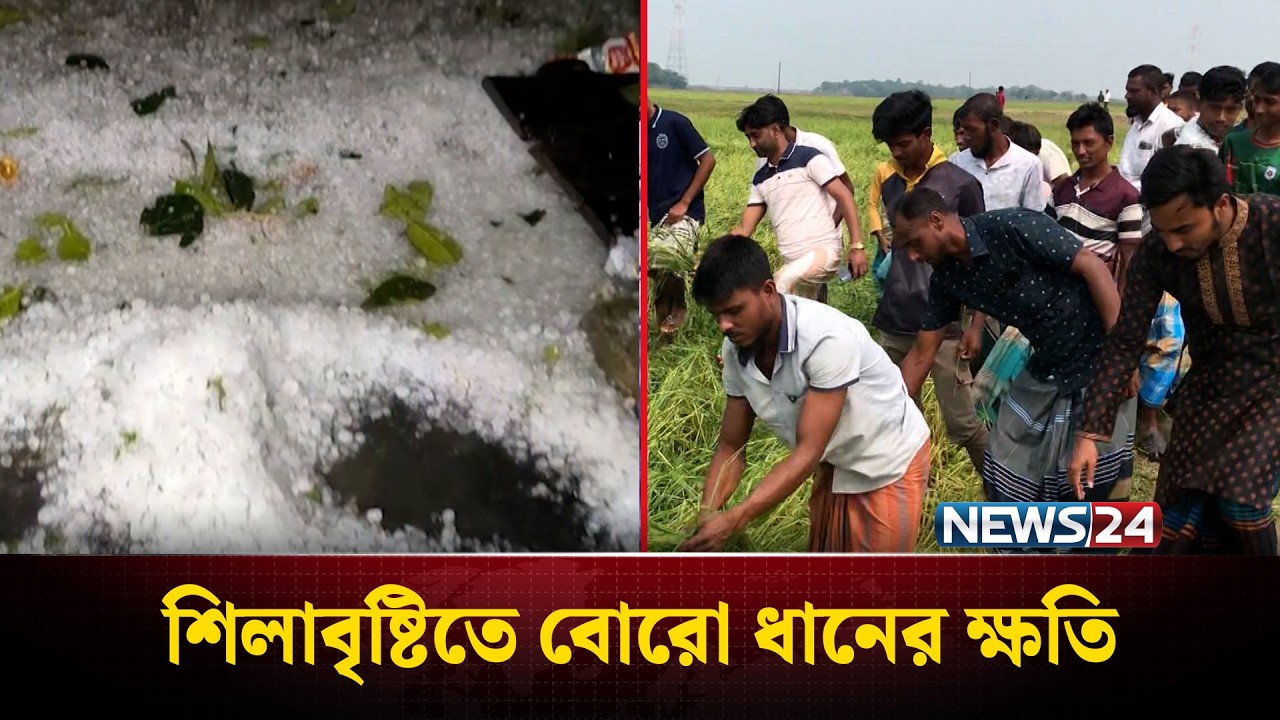 শিলাবৃষ্টিতে হাওরের ফসল নষ্ট, দিশেহারা কৃষক | Crop Damage | News24