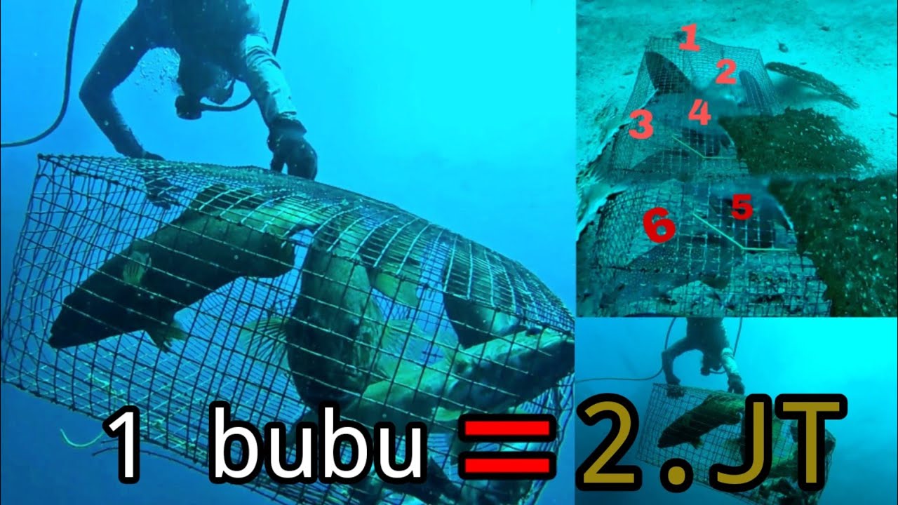 mantap..! hanya satu bubu  ini pendapatan bisa sampai jutaan rupiah.