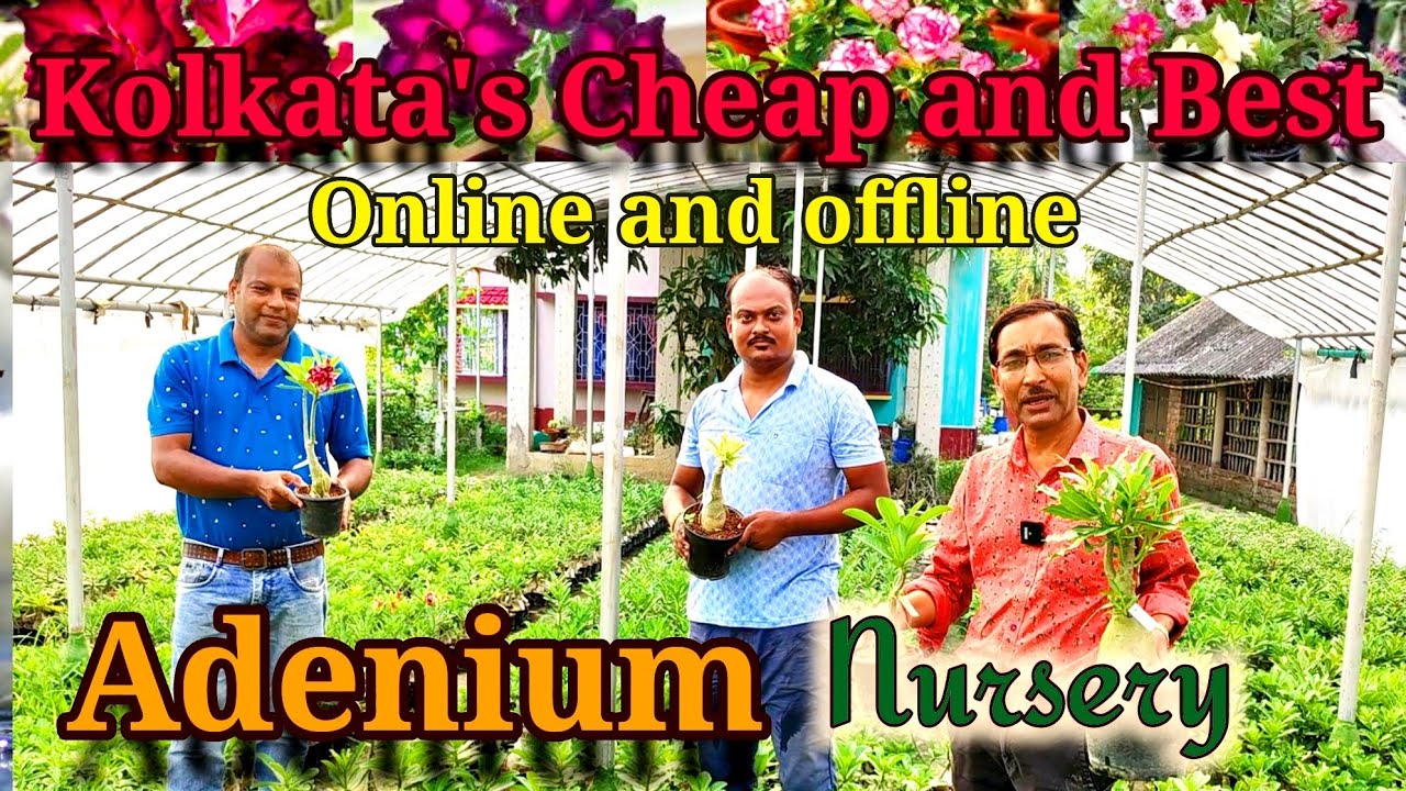 Kolkata's Cheap and Best Online and Offline Adenium Plant Nursery. Just call them to get the plants