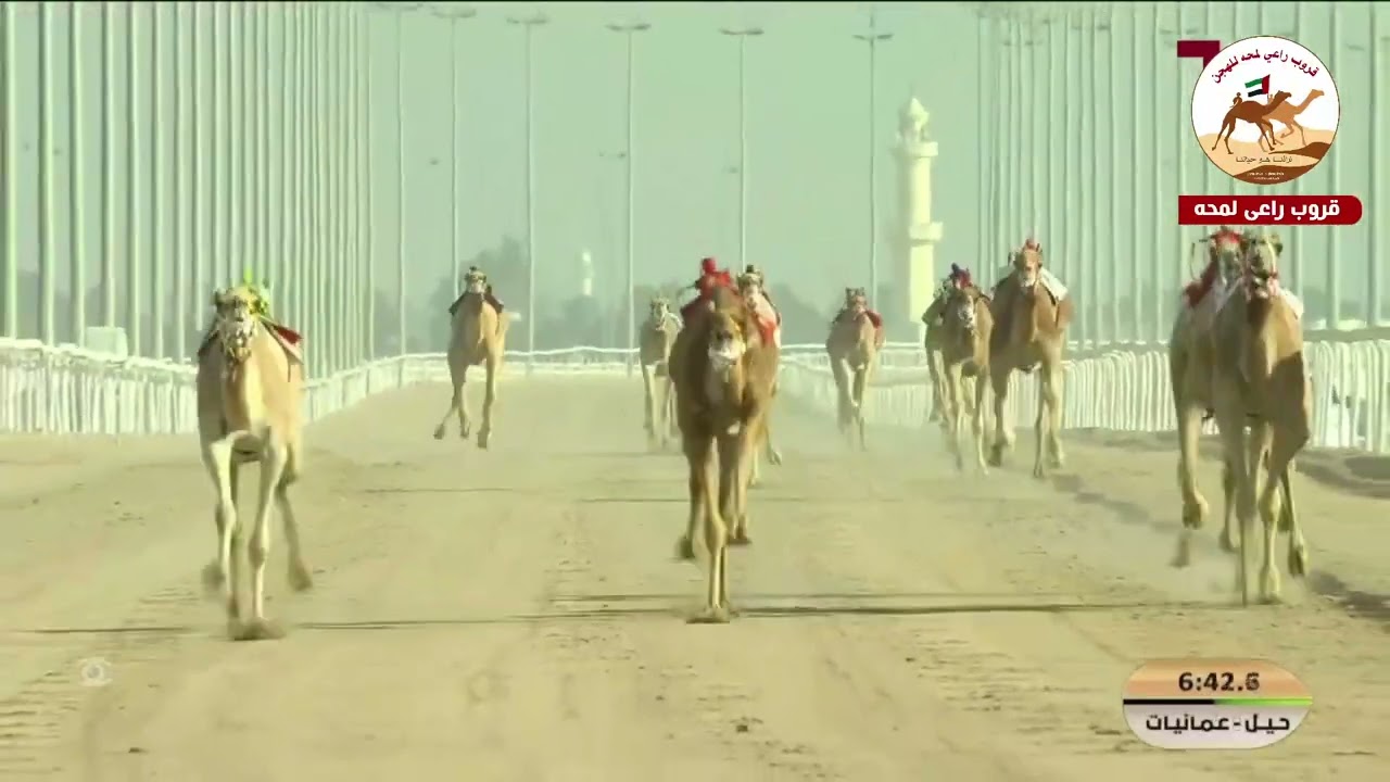 ش 5  ( شلفا الحول عمانيات )موده لـ مانع علي بن حماد الشامسي  11:56:67 (*مهرجان الامير الوالد 2026* )