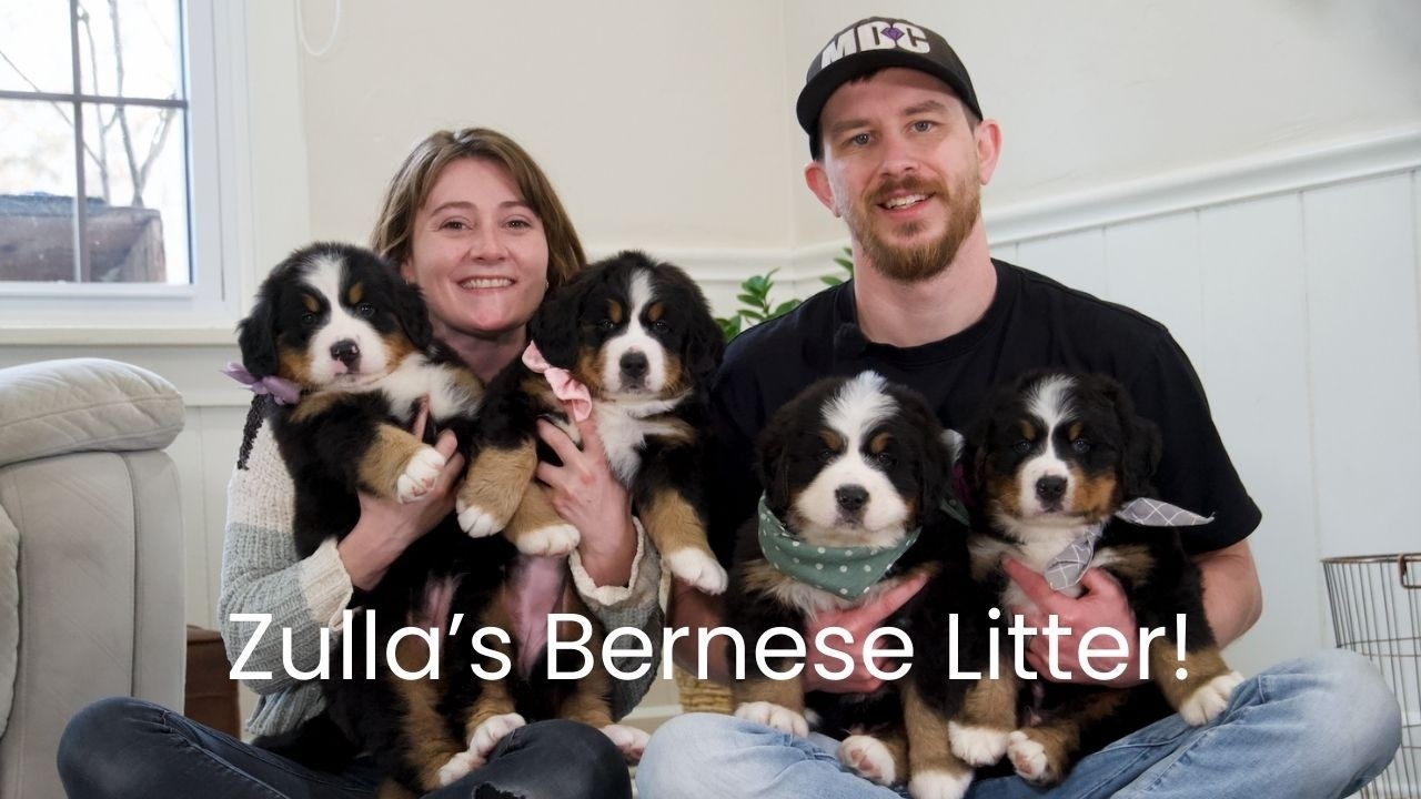 Zulla's Bernese Mountain Dog Litter Name Day!