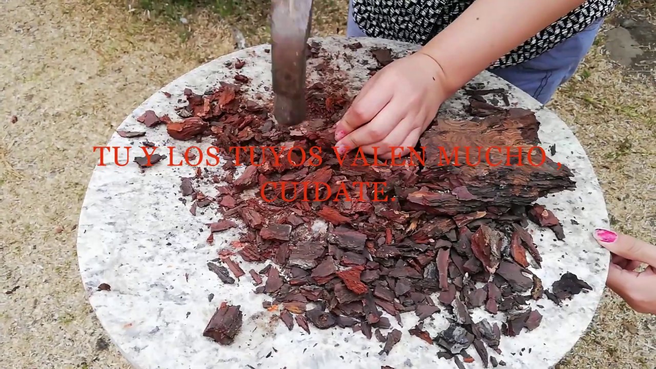 CÓMO UTILIZAR LA CORTEZA DEL ÁRBOL DE PINO.