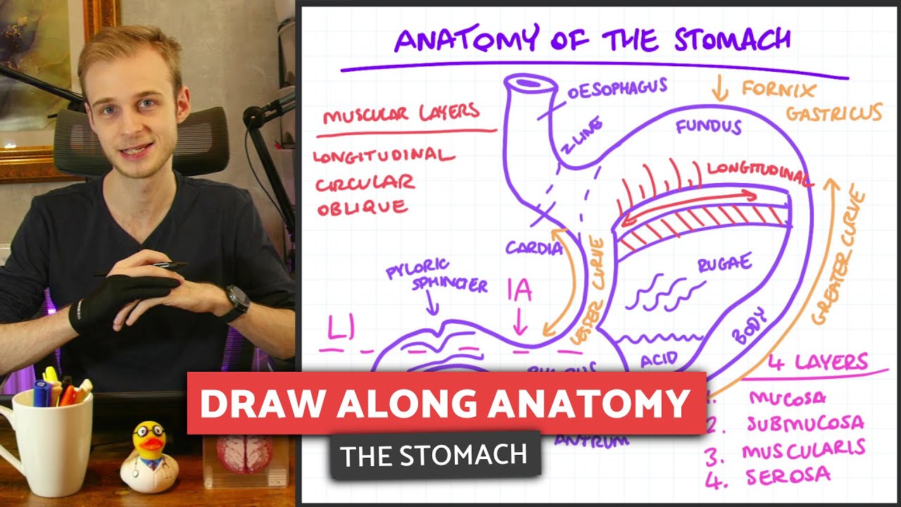 The Stomach & Its Blood Supply | Draw Along Anatomy