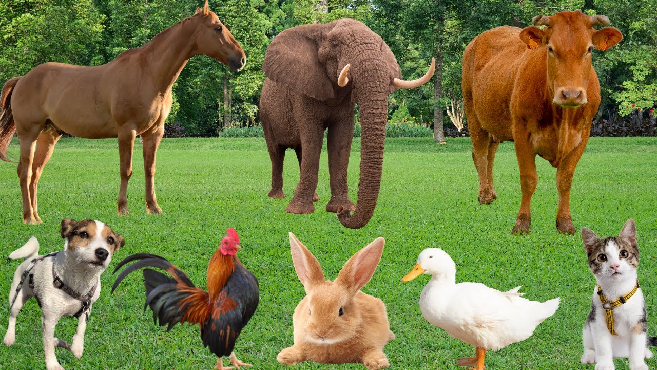Farm Animals Compilation: Duck, Pig, Horse, Cow, Chicken, Sheep, Rabbit-Animal Sounds
