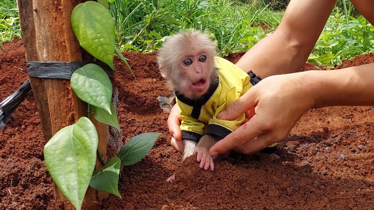 Monkey Bon clung to Dad while he planted the tree