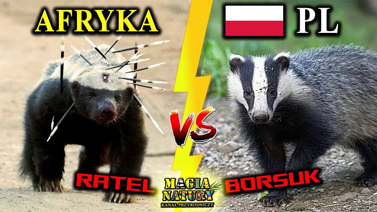 Ratel vs Borsuk - Kt&oacute;ry Jest Większy? Silniejszy?
