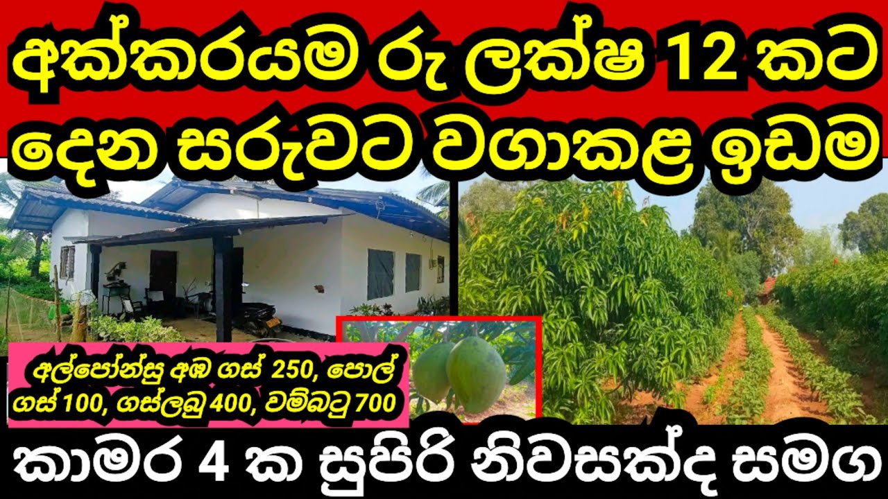 අක්කරයම රු ලක්ෂ 12 කට විකුණන සරුවට වගාකළ සුපිරි ඉඩම | Mango land | Coconut land | Aduwata idam