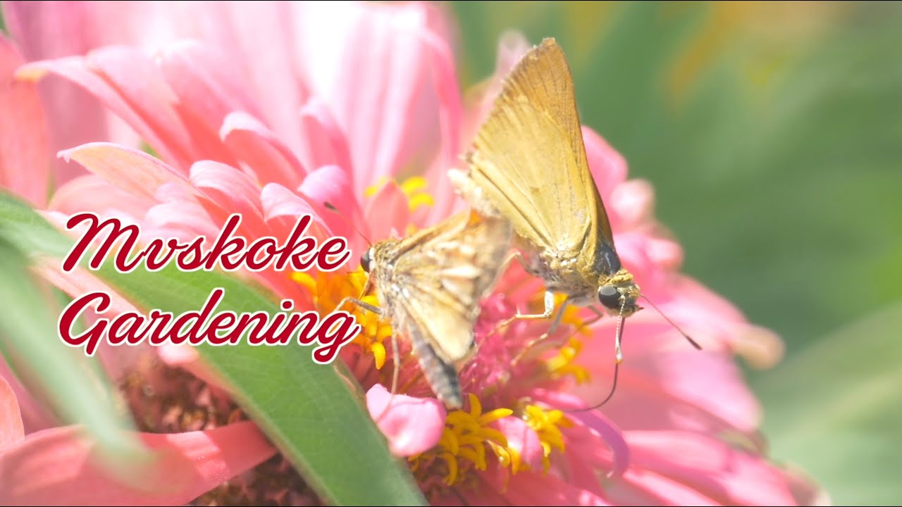 Mvskoke Gardening S2 E4 Skyline Resource Center