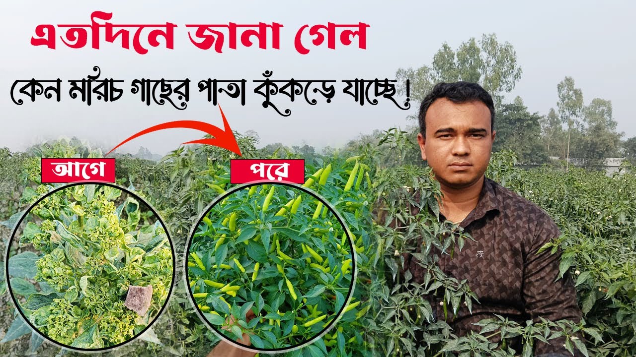 মরিচ গাছের পাতা কোকড়ানো রোগের ঔষধ। ১০০% সমাধান #মরিচগাছ  #কৃষি #গাছেরপরিচর্যা #chiliplant