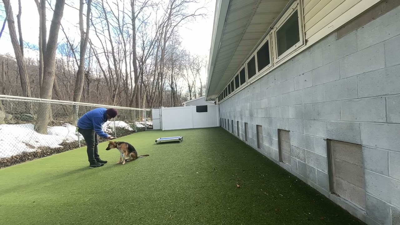 Trix- Working on sit, look, off, place, down, recall, leave it, wait and leash walking.