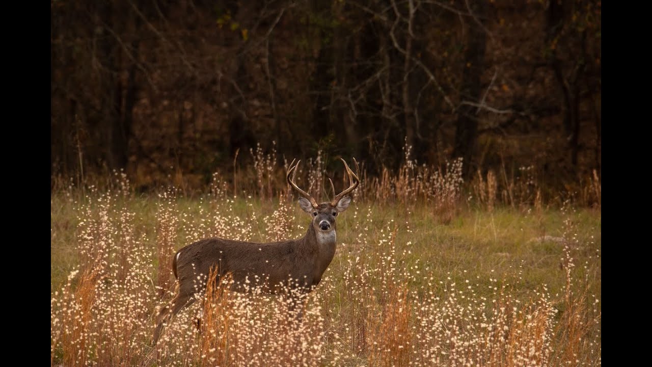 Hidden Oaks Ranch | 851 Acre East Texas Ranch for Sale