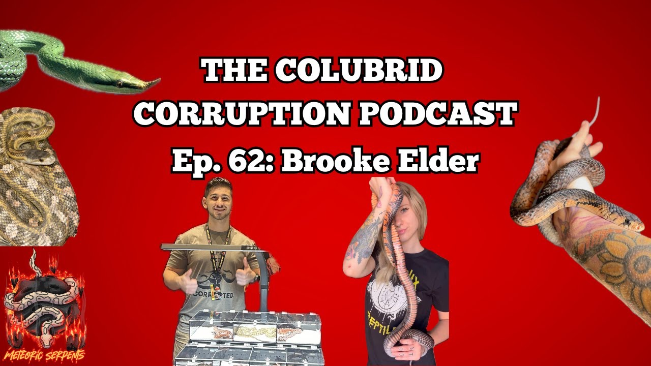 Keeping Drymarchon & Cool Lizards w/ Brooke Elder | The Colubrid Corruption Podcast | Ep. 62