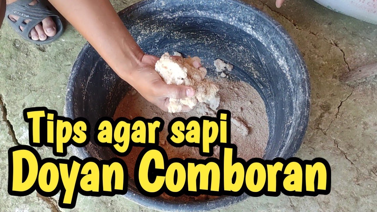 SAPI BARU TIDAK MAU DI COMBOR‼️INI CARANYA