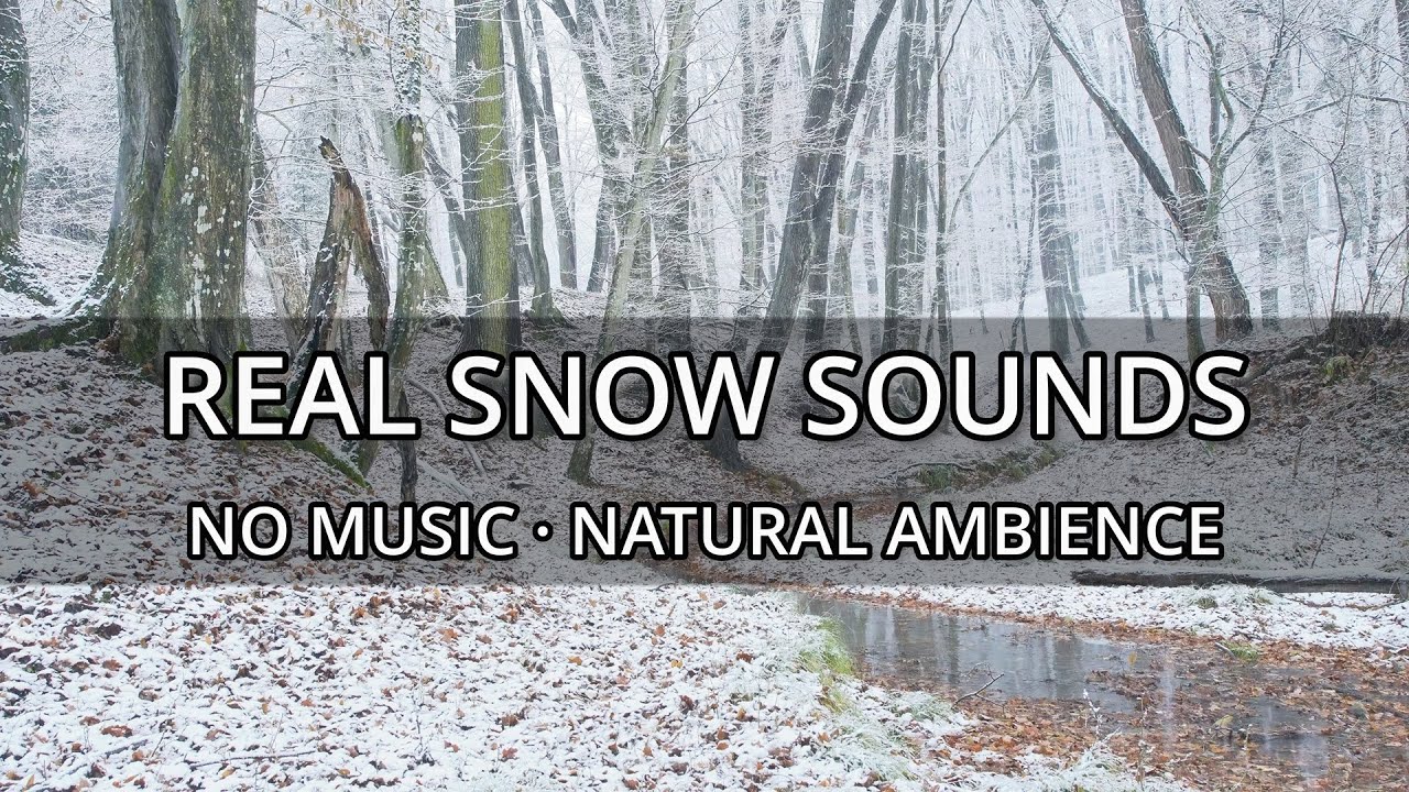 Real Falling Snow Sounds in a Quiet Forest ❄️ | Winter Ambience for Sleep & Focus (4K)