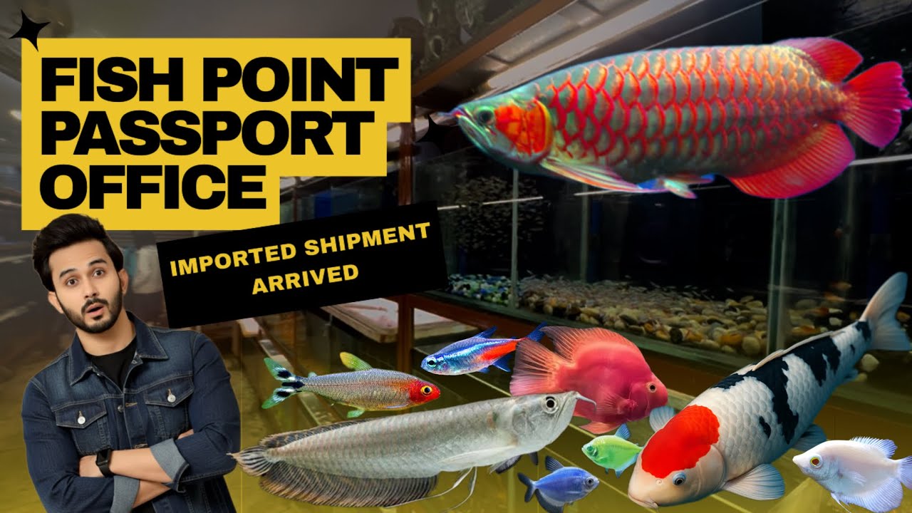 Latest Fish Shipment | Unboxing the New Imported Fish at Fish Point Passport Office - Imran’s World