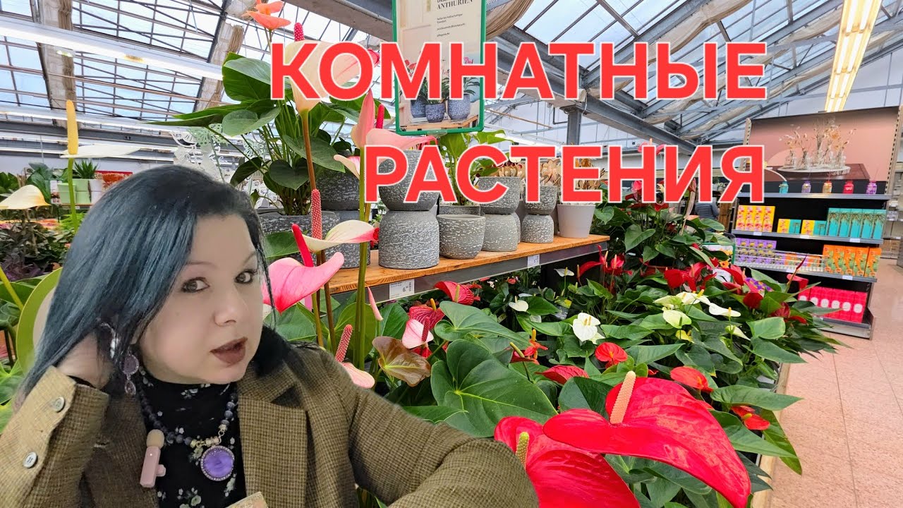 КОМНАТНЫЕ РАСТЕНИЯ#plants #top #топ #
