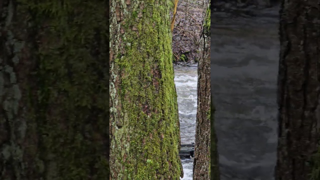 Sound of Nature #relaxing #forest #tress #creek #rivers #lake #germany #weekend