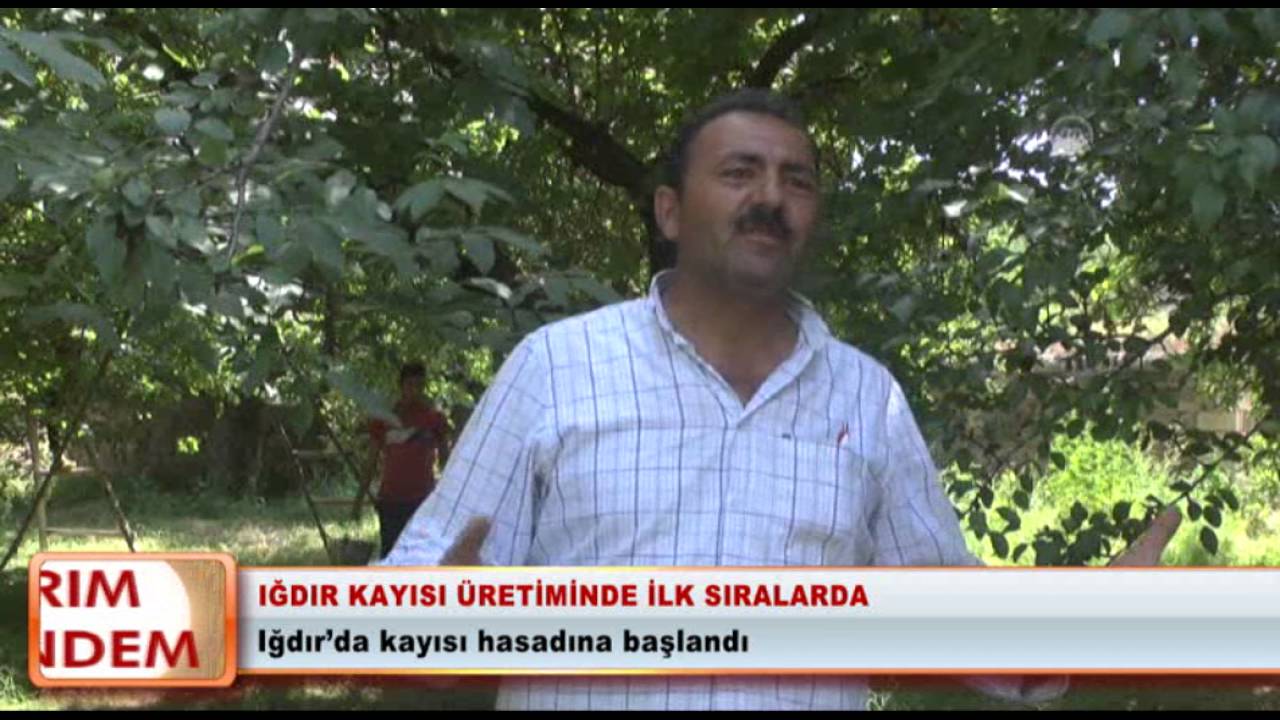 Iğdır kayısı üretiminde ilk sıralarda