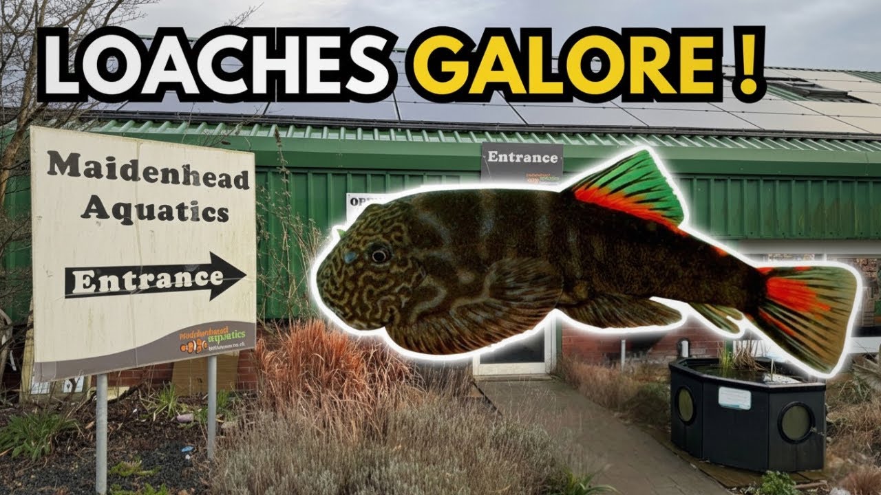Rare Loaches & Huge Selection! Fish Shop Tour (Maidenhead Aquatics Wigan)
