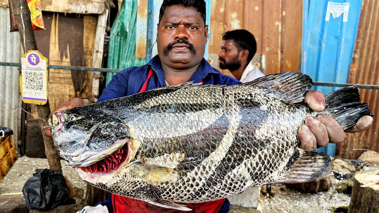 KASIMEDU 🔥 SPEED SELVAM | DIFFERENT SEA BASS FISH CUTTING VIDEO | 4K VIDEO | KM FISH CUTTING