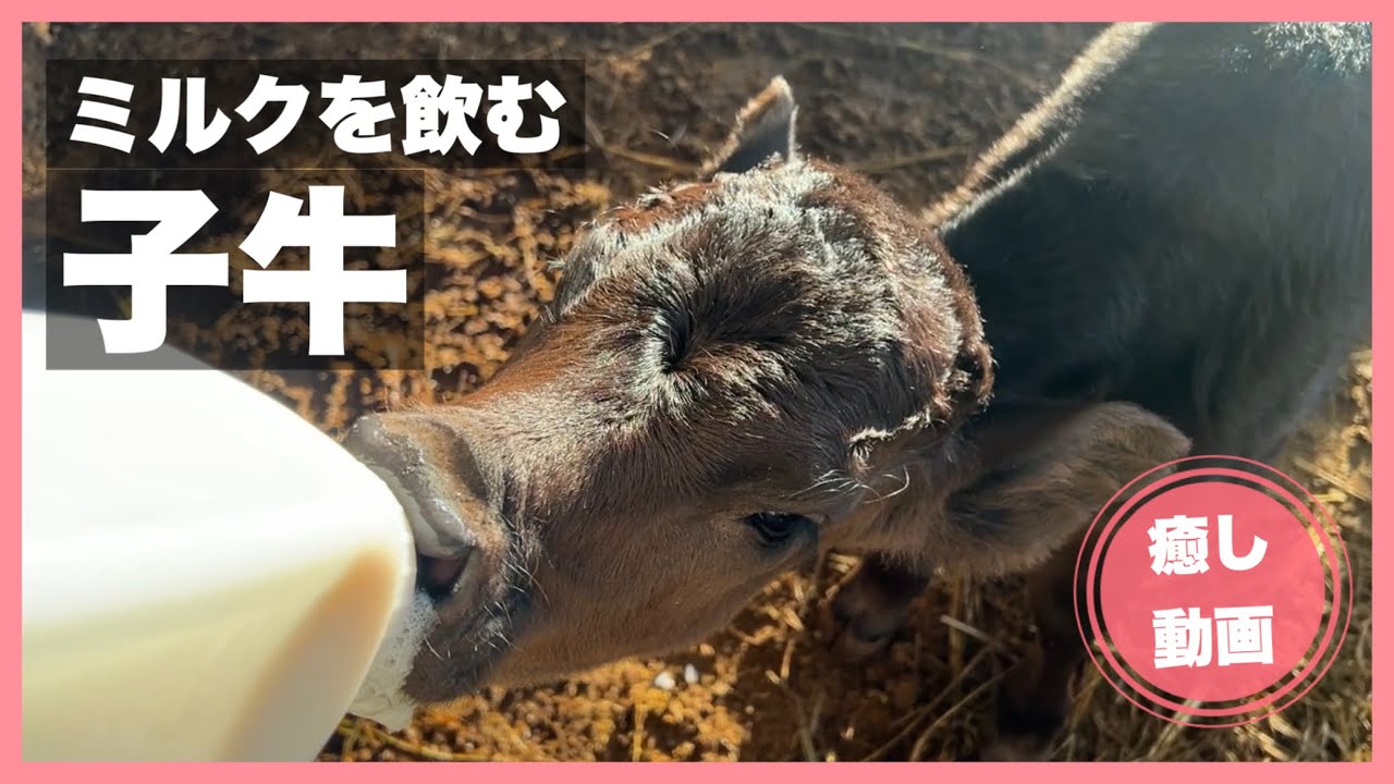【癒し】一心不乱にミルクを飲む子牛！