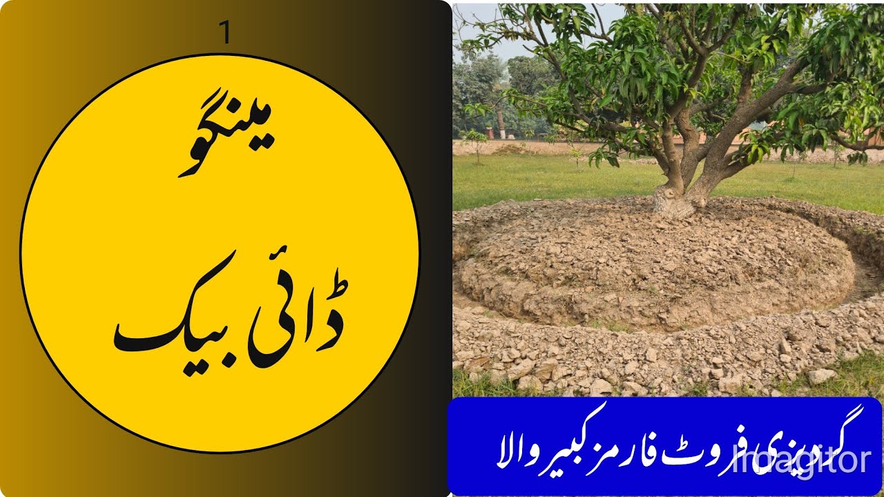 Mango Die Back disease and Trench Technology