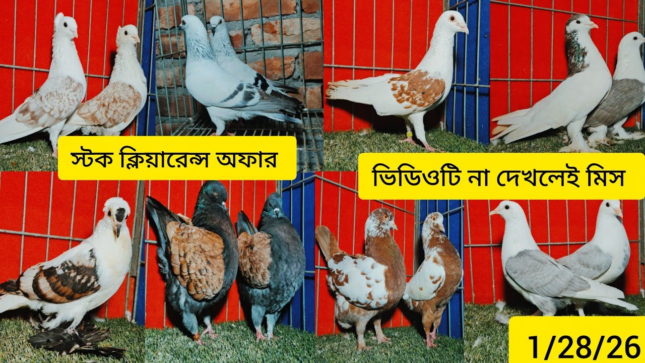 স্টক ক্লিয়ারেন্স অফার স্প্যানিশ পোটার  কবুতরের দাম জানুন বিদেশি রেসার কবুতরের দাম জানুন 