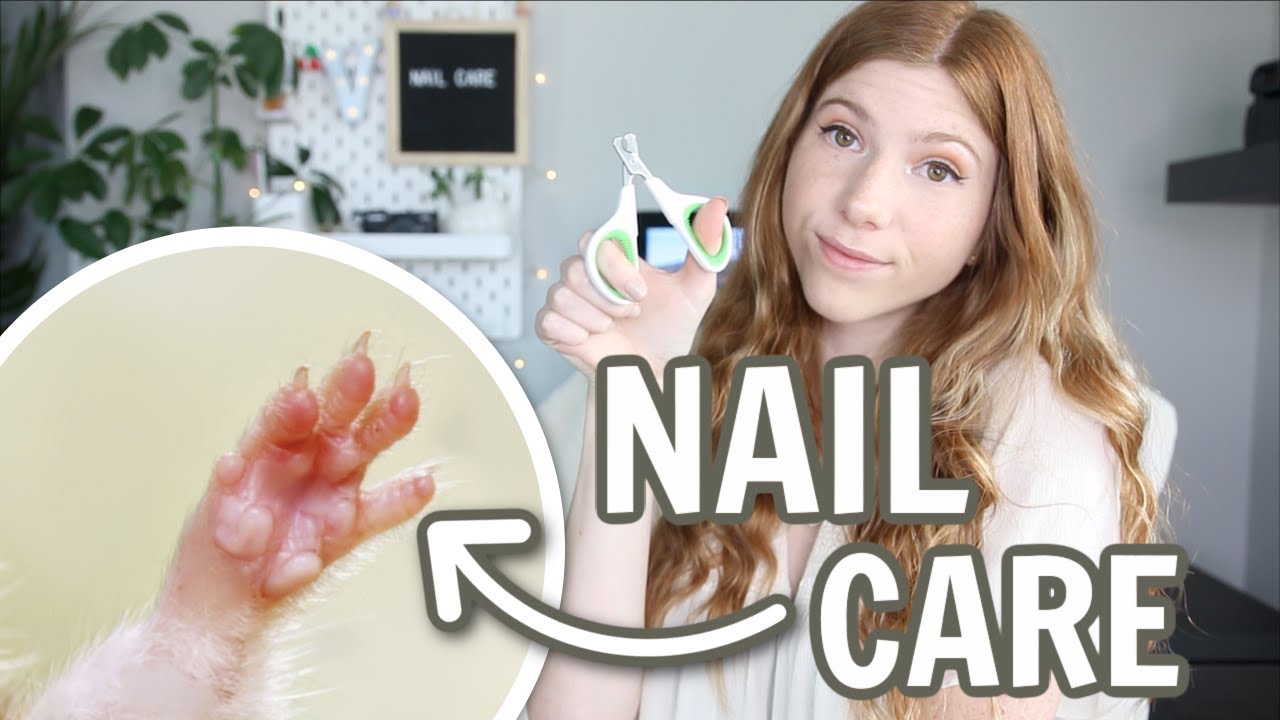 How to Maintain your Hamster’s Nails