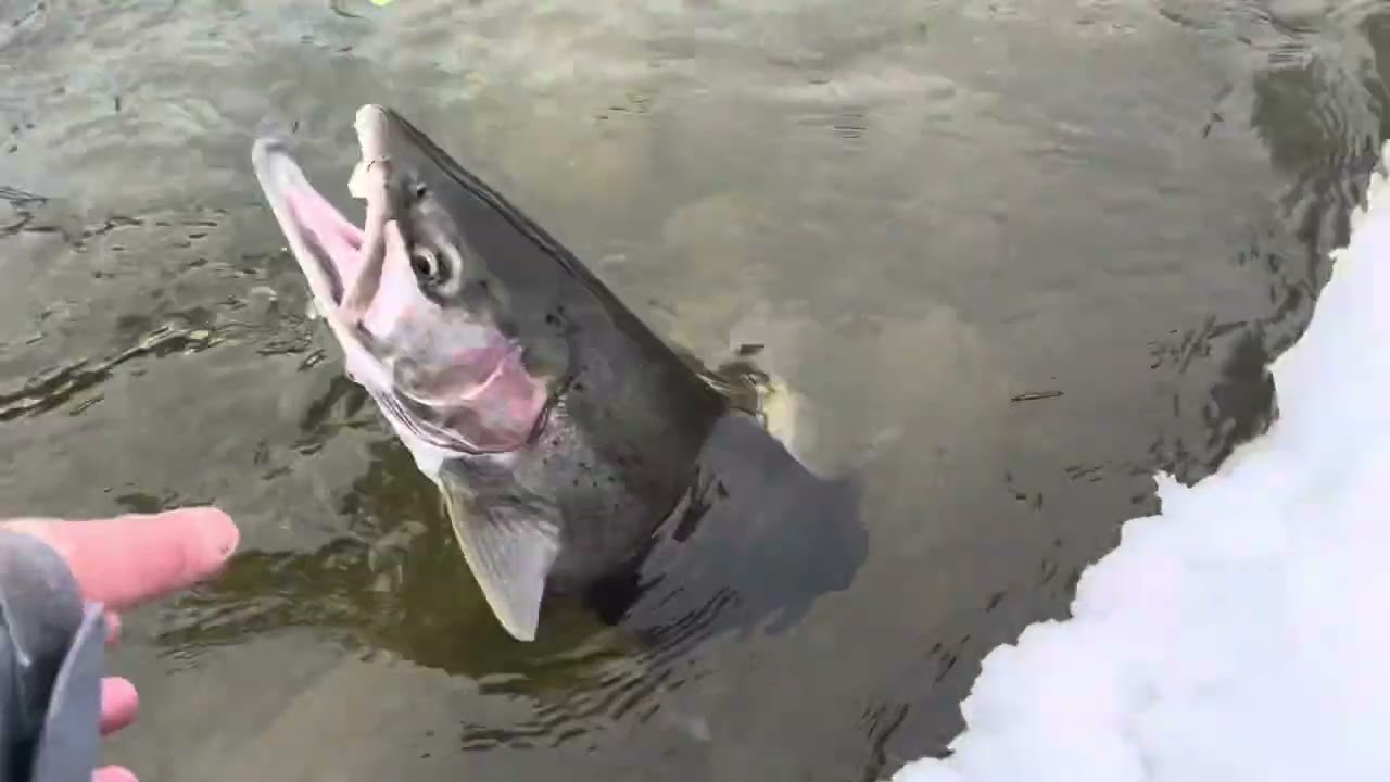 Lake Huron Tributary Steelhead  