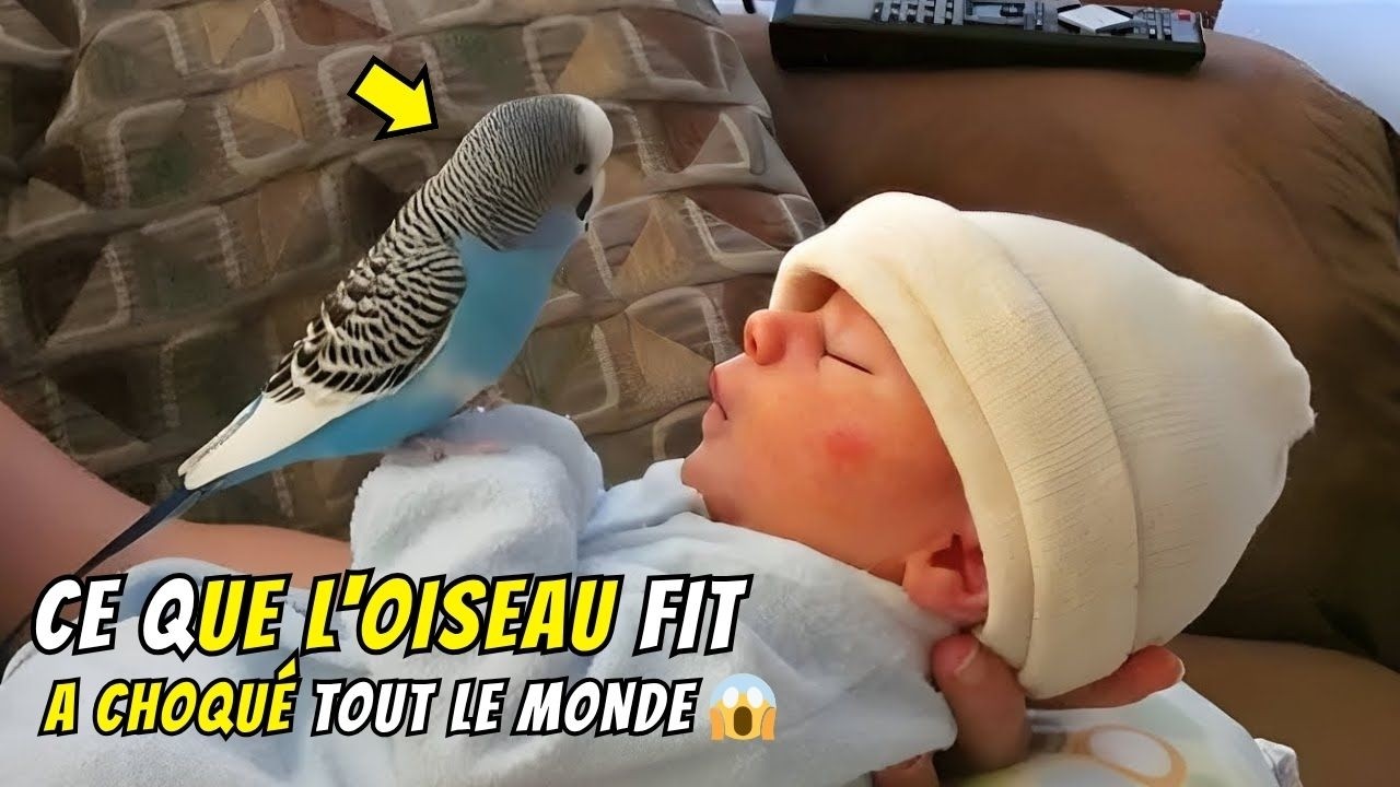 Le bébé mourait, puis un oiseau se pose... Ce qui suit a choqué les médecins !