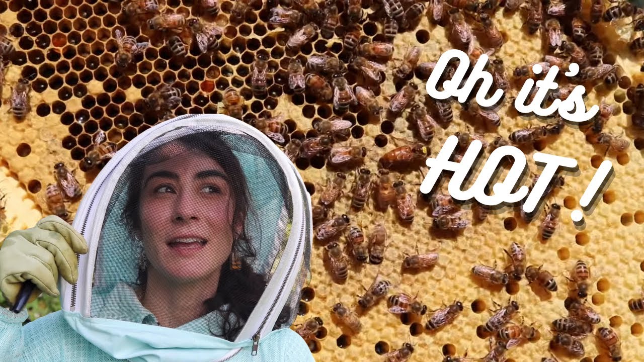 The SWEATY Truth About Beekeeping!
