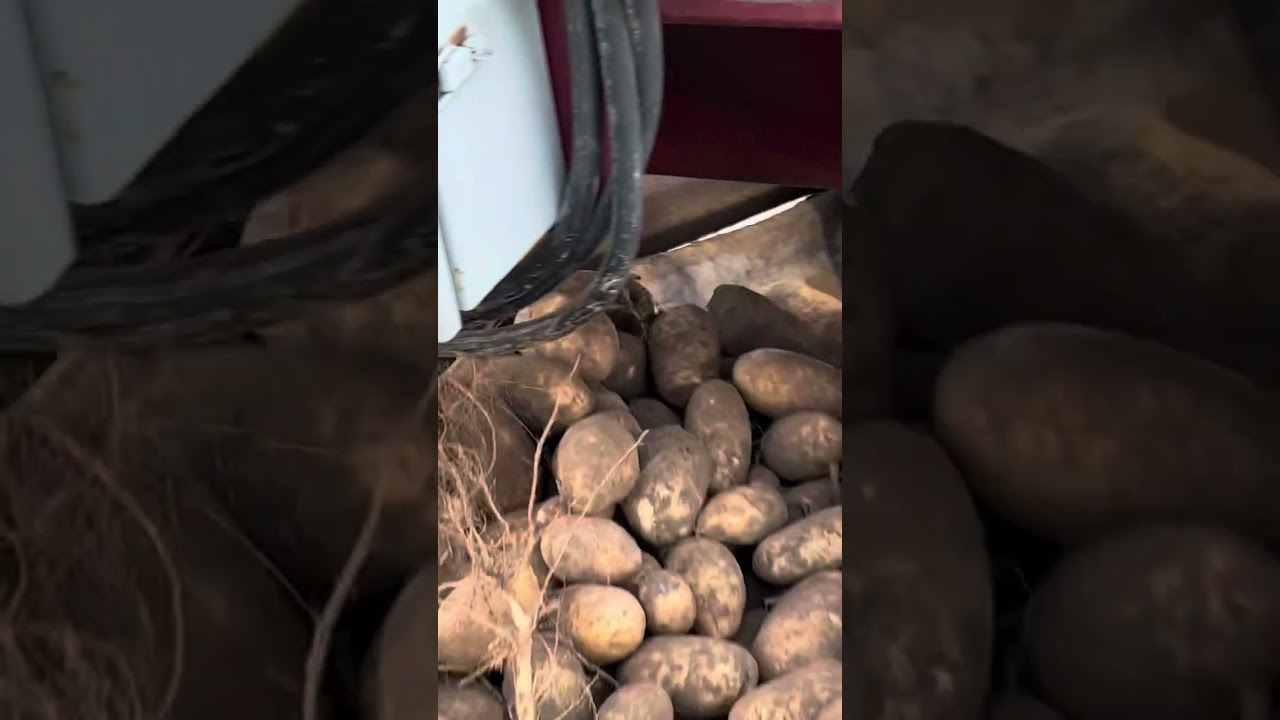 El proceso de la papa 🥔 aquí en Idaho Usa 🇺🇸