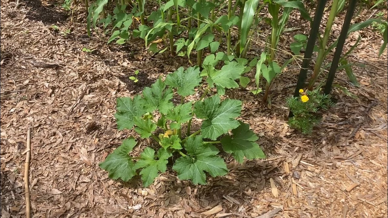 Mulching the garden to control weeds - Three Sisters garden part XI