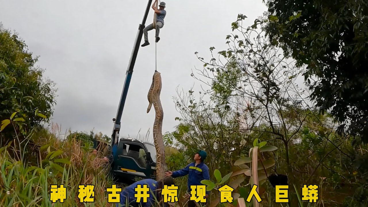 神秘古井惊现致命毒蛇，村民利用竹竿抓蛇，俩小伙后山寻宝，意外捕获两条眼镜蛇#documentary #纪录片 #动物