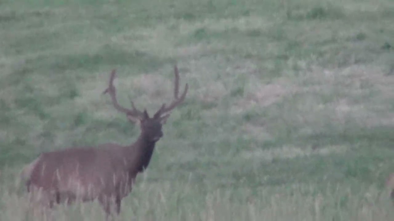 7 19 13 deer 008 2020 07 22 00 28 18 UTC