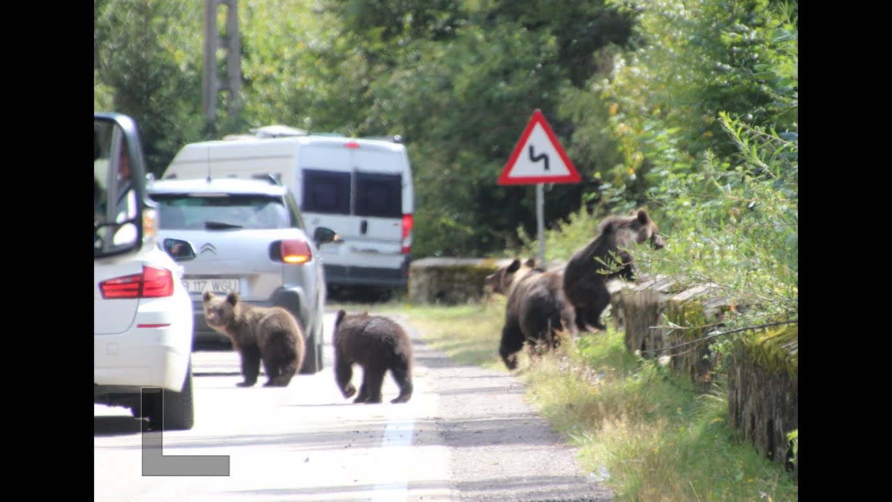 Wij rijden de Transfăgărășan deel 2 en zien Beren  WAUWWWW  😊👍 @2024