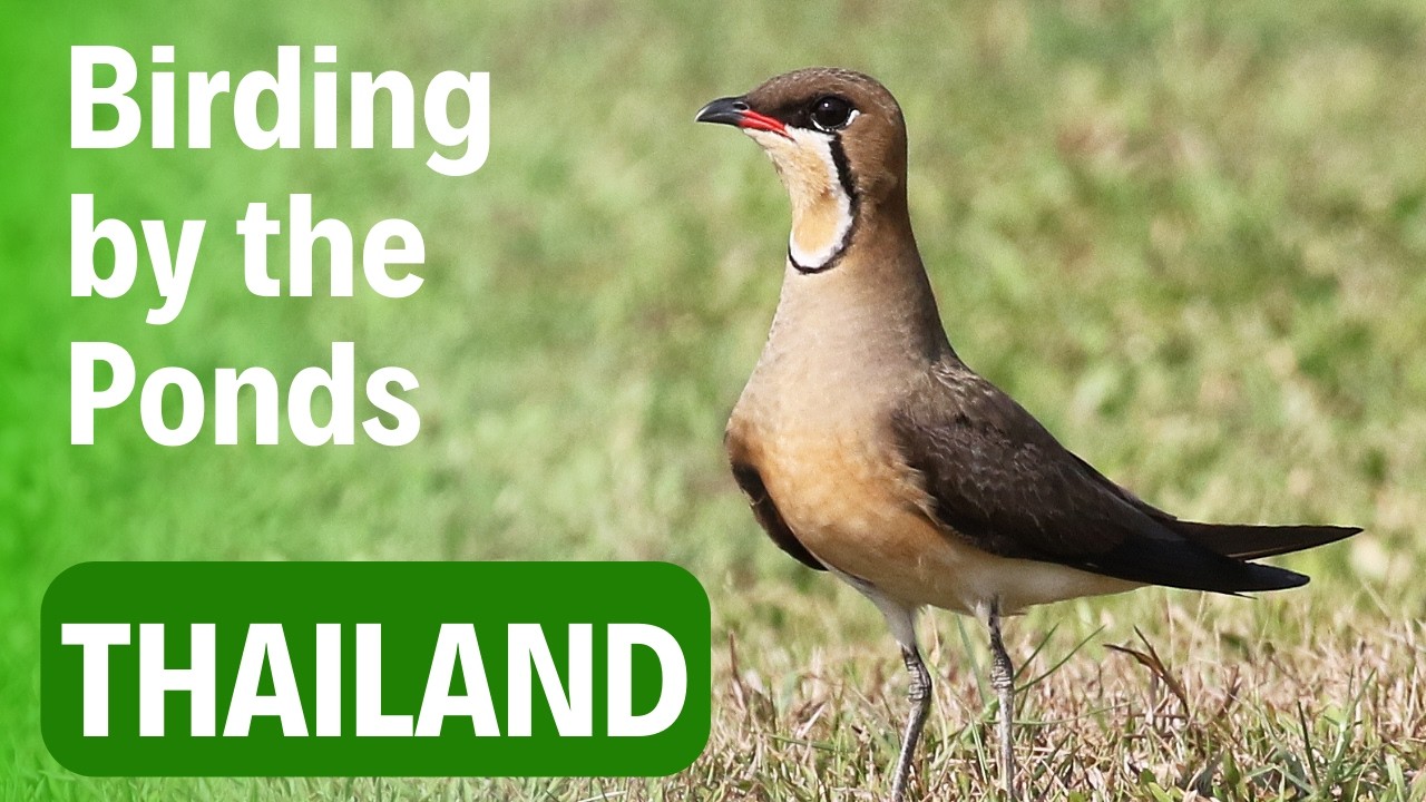 Virtual Birding Trip near Bangkok, birds at Bang Khaem Fish Ponds| Birding in Thailand