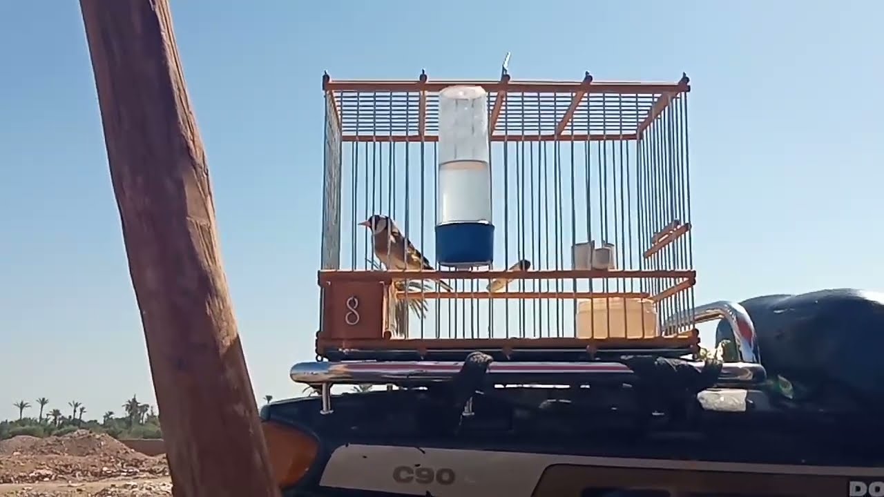 بعد غياب طويل عود الى سوق طيور ليوم الاحد دخل تشوف العجب العجاب 💥💥💥