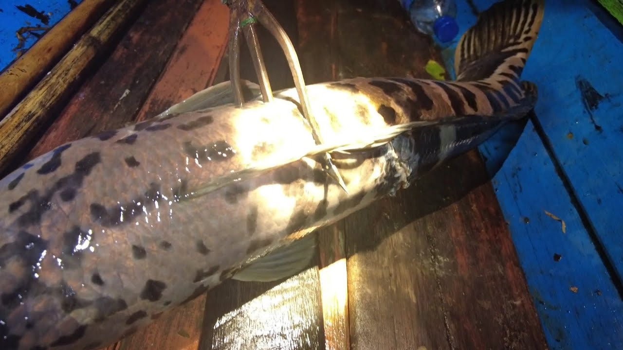 LUAR BIASA MATA TOMBAK KAMI TAK MAMPU MENAHAN AMUKAN IKAN BESAR INI