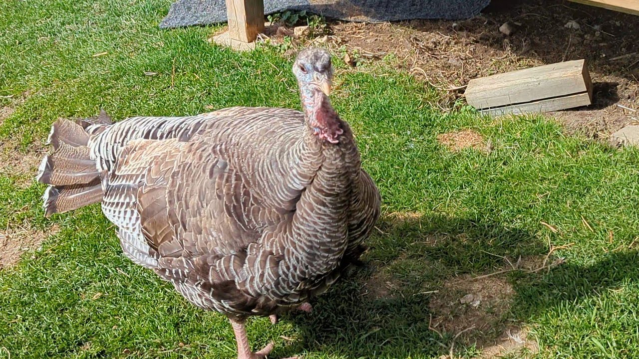 Broody Geese, Crows, Ravens and Pet Turkey 🦃