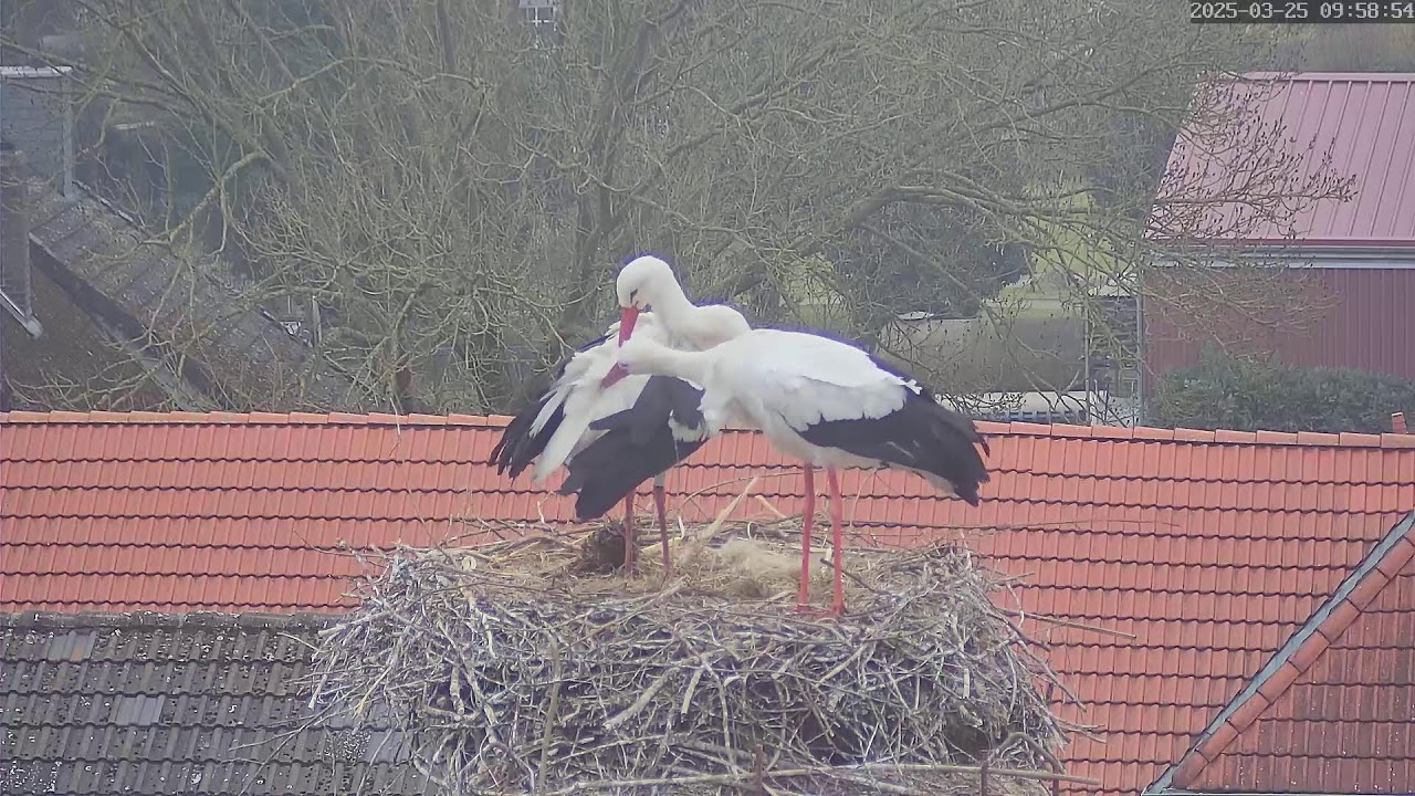 Livestream der Ev.-luth. Kirchengemeinde Arpke